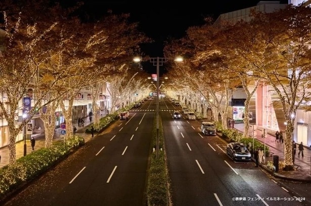 冬の表参道 ケヤキ並木を彩る「Shibuya Nightlife Guide – 表参道 フェンディ イルミネーション 2025」