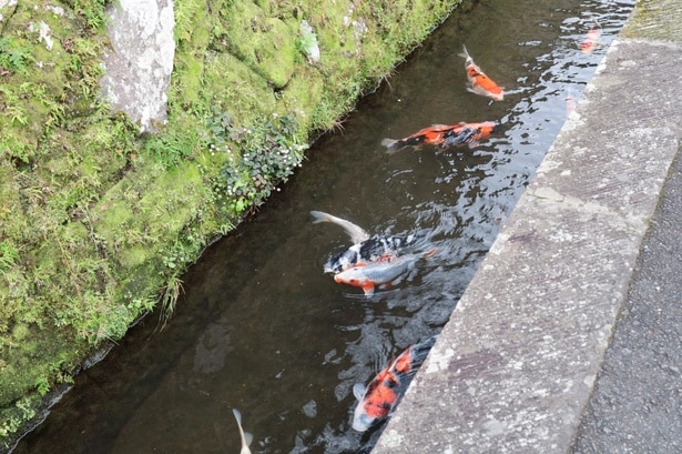城下町の風景を彩る水路を泳ぐ鯉