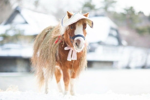 チェックインではポニーがお出迎え。看板ポニーの「それ」
