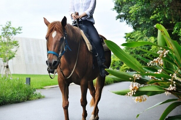 看板馬「グース」