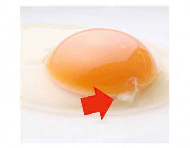 卵の黄身にくっついた白いひものような「アレ」。正式名称、言えますか？／年末年始は雑学三昧