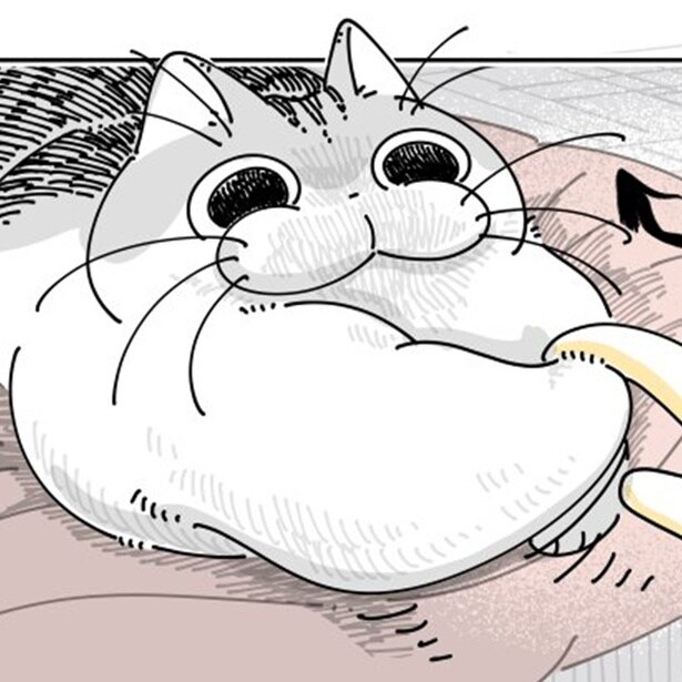 筋肉ムキムキの猫