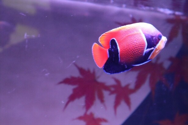 水槽を泳ぐ魚も紅葉を連想させる