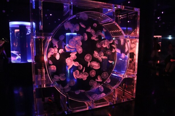 音と光の演出もモミジアクアリウム仕様に