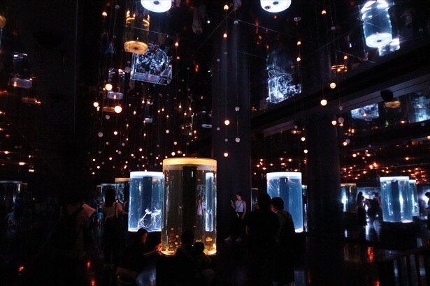 ジェリーフィッシュランブル