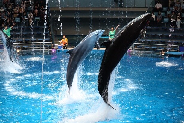 日中のドルフィンパフォーマンス「MOVE＆MUSIC」