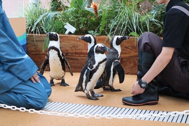 間近でさまざまな生き物のプログラムが行われる
