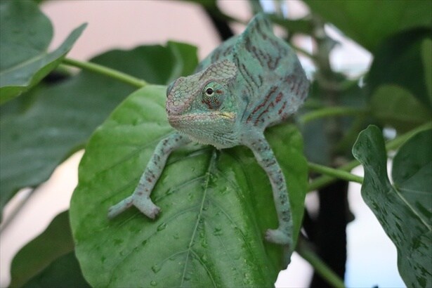カメレオンなど新たな生き物のプログラムも加わった