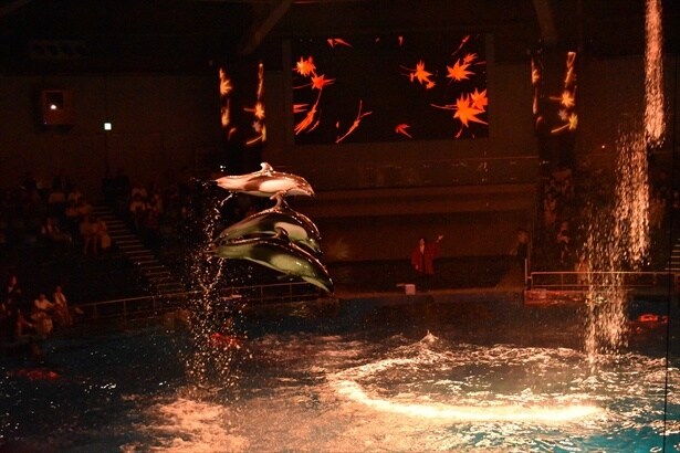 刻々と変化する情景の中で優雅なイルカのパフォーマンスが披露される