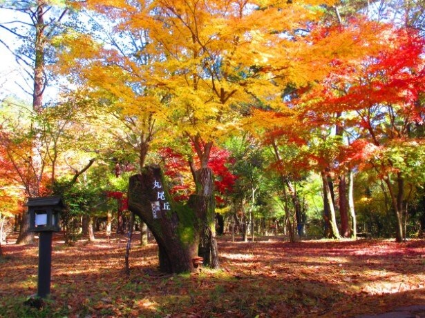 見事に色づいた紅葉の散歩道が美しすぎる！