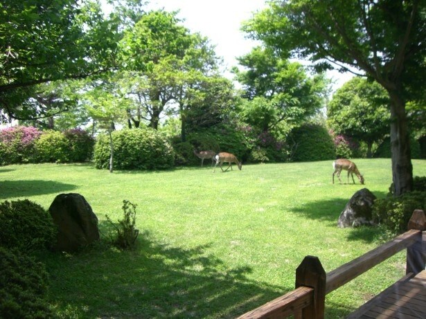 野生の鹿が遊びに来ている日も！