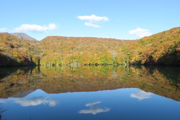 ブナの原生林に囲まれた「蔦沼」