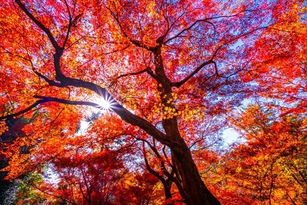 鮮やかな秋の紅葉、猛暑はどう影響するか気象予報士に聞く(写真はイメージ)