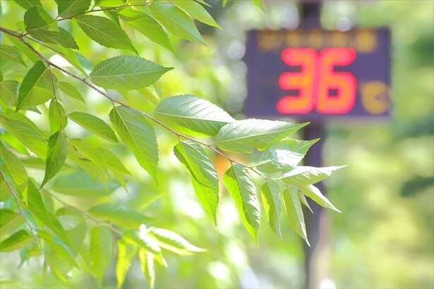 夏の高温は葉にダメージを与えるおそれも