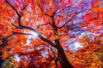 続く酷暑で今年の紅葉はどうなる？さらに未来は？各地の見頃や紅葉を見逃さないポイントまで、気象のプロに聞いた