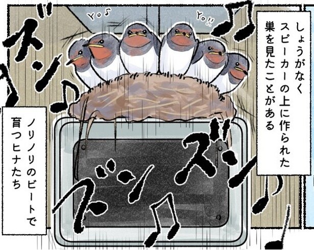 スピーカーの上でノリノリのビートで育つツバメのヒナたち
