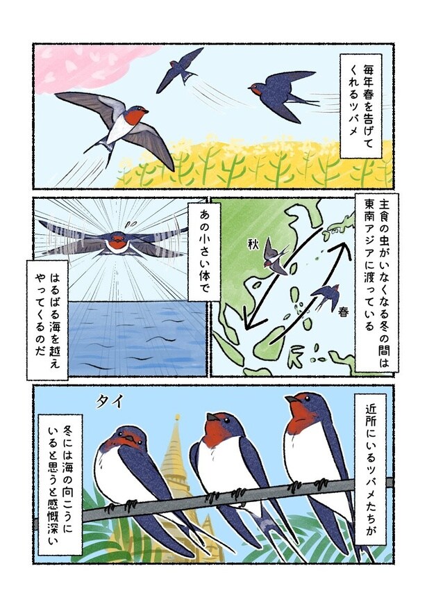 はるばる海を越えてやって来るツバメたち ツバメ01