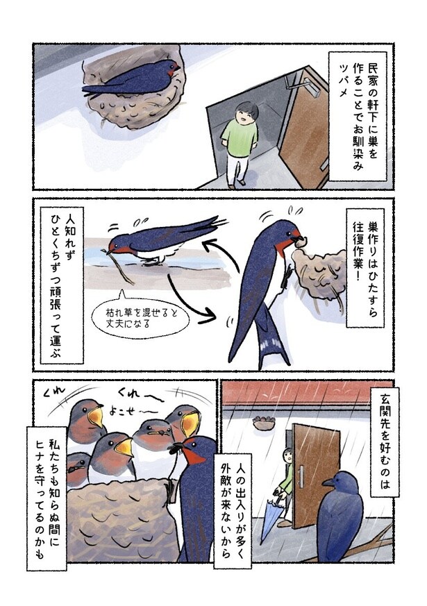 巣作りに励むツバメの親鳥 ツバメ02