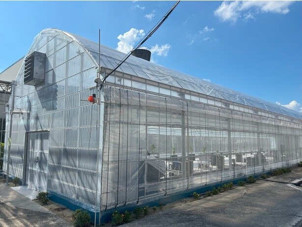 重油タンク跡の遊休地に造られたコーヒー栽培用のビニールハウス