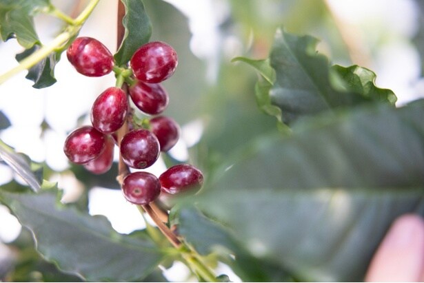 2年前から実験的に室内で栽培し、実をつけたコーヒーの木