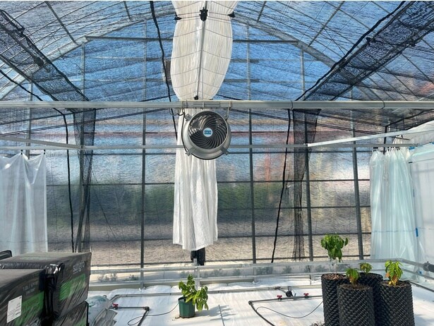 循環扇を使って温かい空気をハウス内に循環させる。白いカーテンは保温用、黒いシェードカーテンはコーヒーの日焼け防止に設置されている