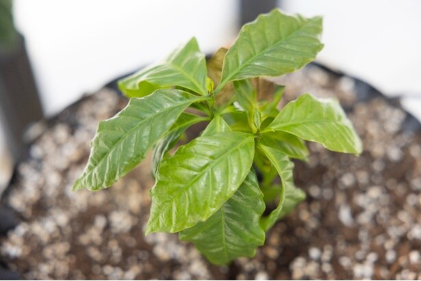 青々とした葉を広げるコーヒー