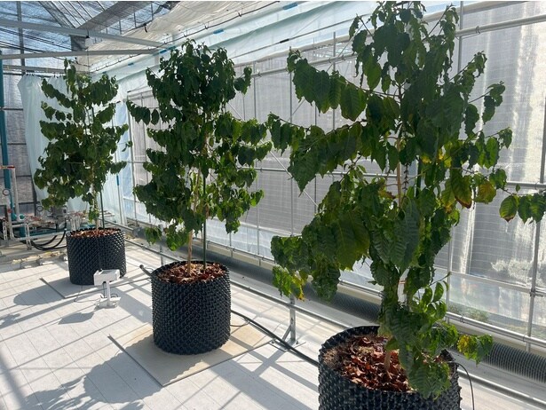 ビニールハウスで栽培する2年前から試験的に室内で栽培されているコーヒー