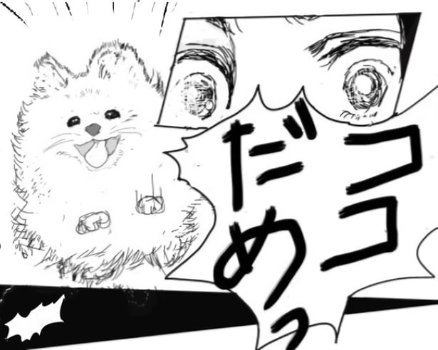 飼い主のことが大好きで飛び出してしまい…!!