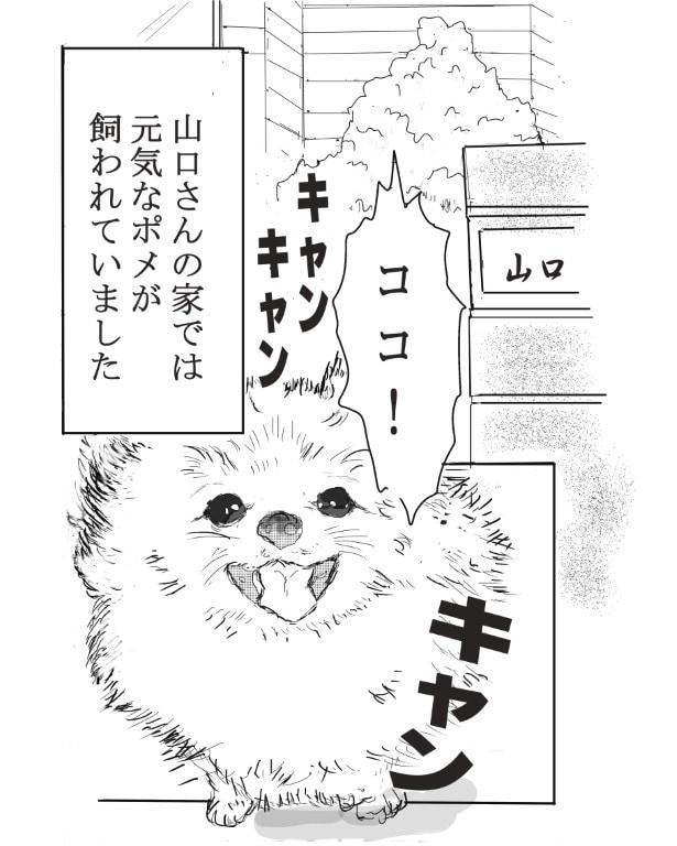 人なつこい元気なポメラニアンだった