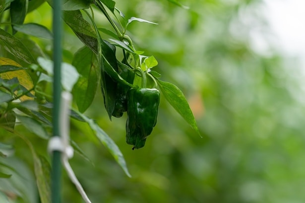 宙炭を散布した自社農園では作物が生き生きと育つ