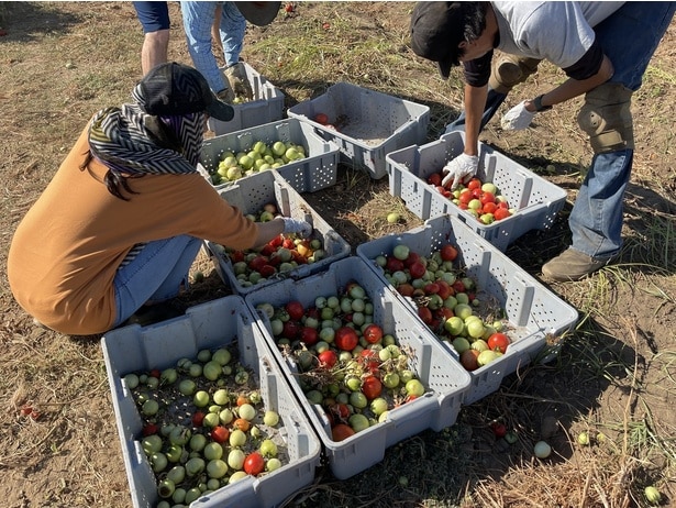 【画像】カリフォルニアでの実証の様子