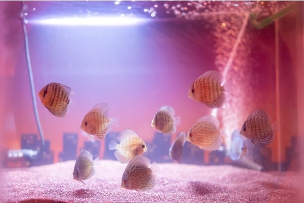 水の中を泳ぐ魚を眺めて、癒やされる