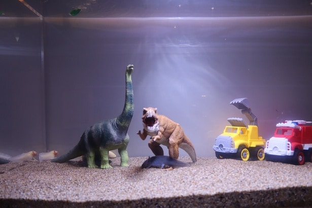 一見おもちゃだらけの水槽に見える展示