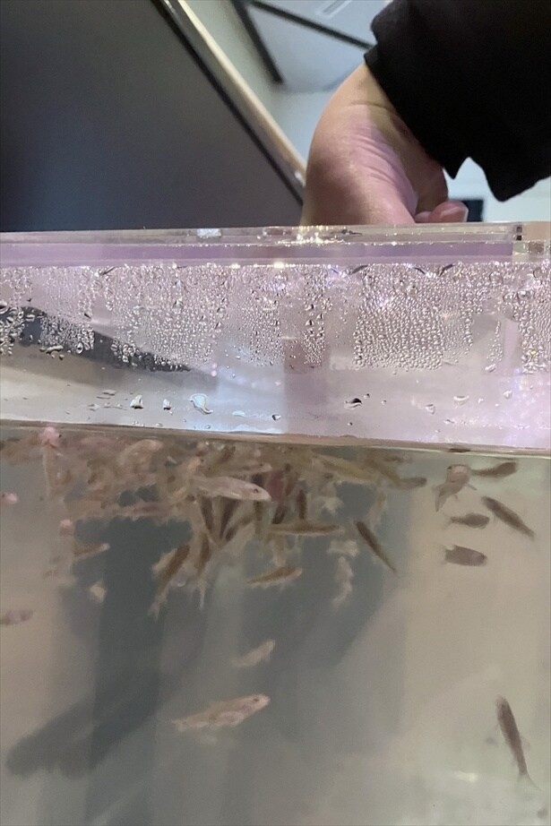 水槽に入れた指に大挙するガラルファ