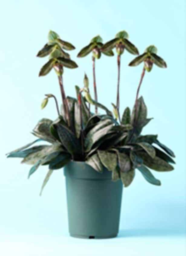 世界らん展2025　日本大賞花　Paph. wardii ‘Osumi’