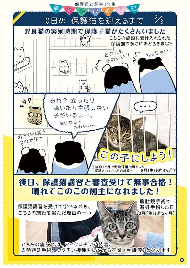 0日め　保護猫を迎えるまで