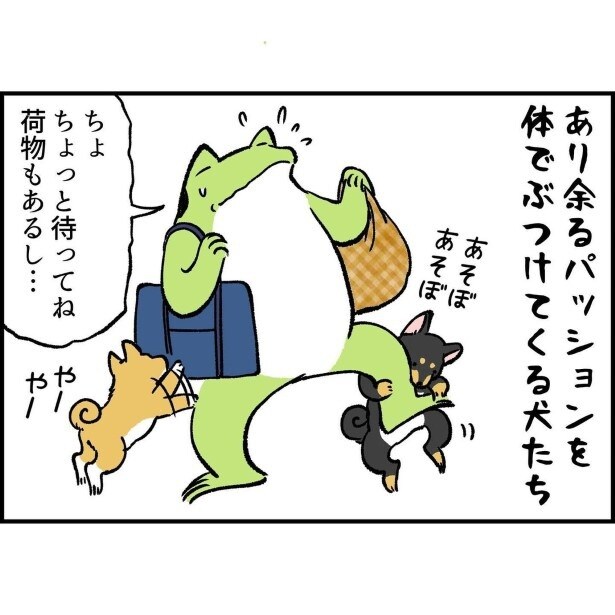 柴犬フィーバータイム油断すると逃しがち_3