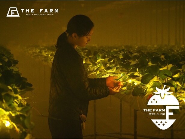 イルミネーションで彩られた温室でいちご狩りを楽しめる