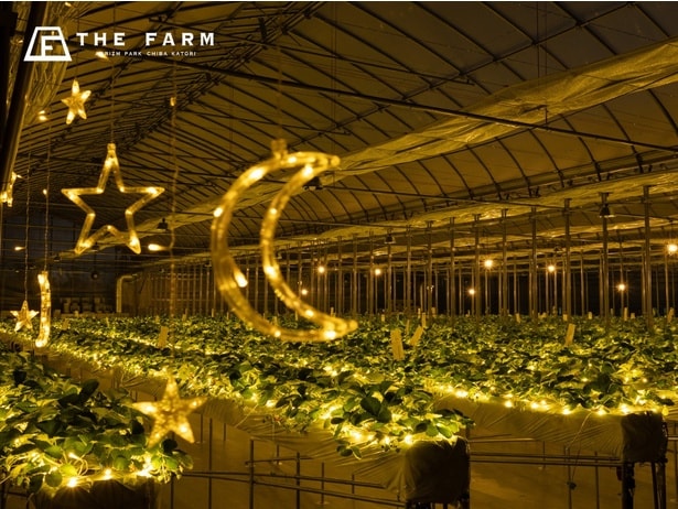 星空の下で楽しむナイトいちご狩り