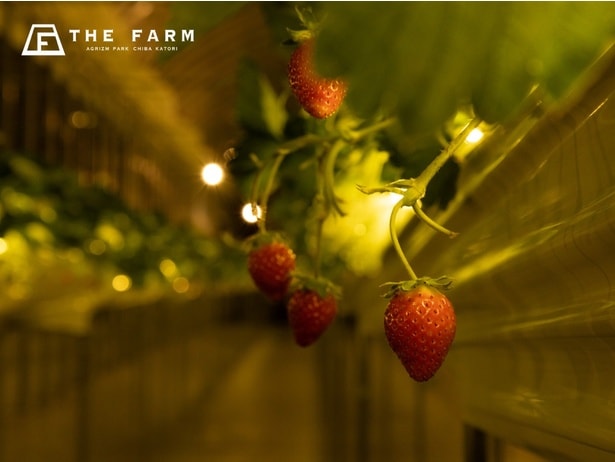 全4品種のいちごを食べ比べできる