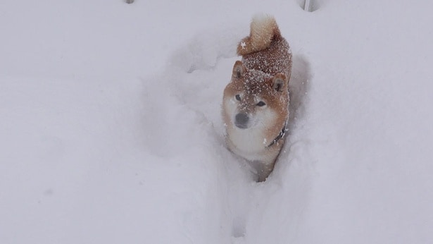 元日は朝から大雪！