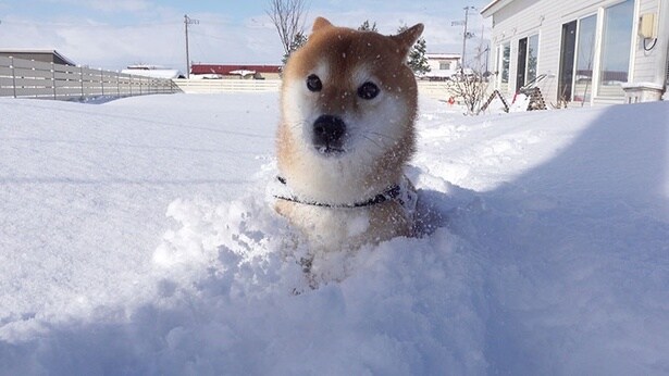 雪の中からひょっこり