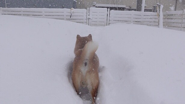 雪の中を歩いていくはちくん