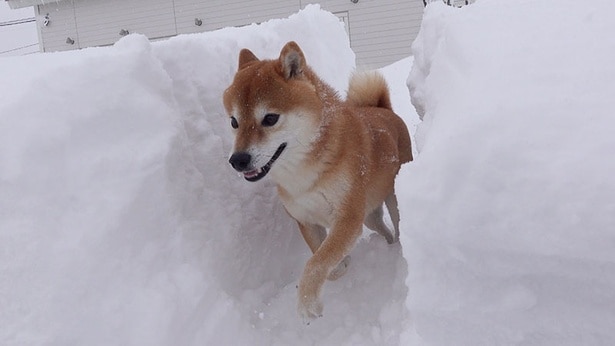 パパさんが作ってくれた道を楽しそうに歩く