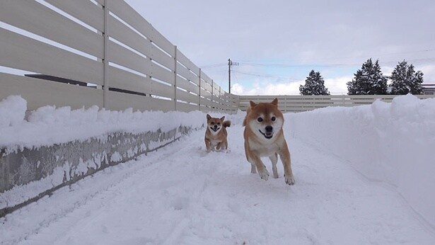 庭を楽しそうに走るはちくんと、妹柴のいちご