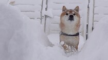 柴犬・はちくんの2026年は大雪でスタート！吹雪でも、大好きなお散歩は欠かせない