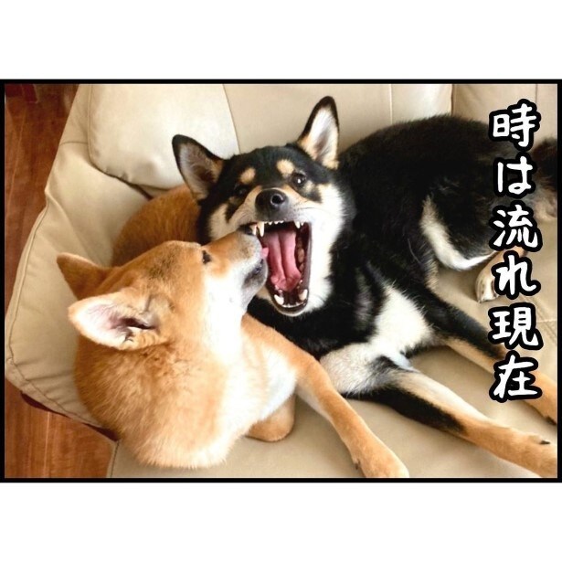 2匹のかわいいシバが家族に仲間入りした今は…？