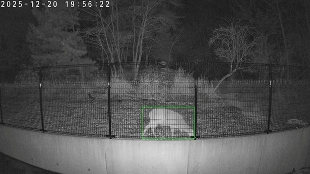 アイデックによる野生動物検知の瞬間