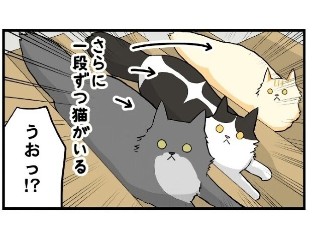 1段に1匹ずつだと!?