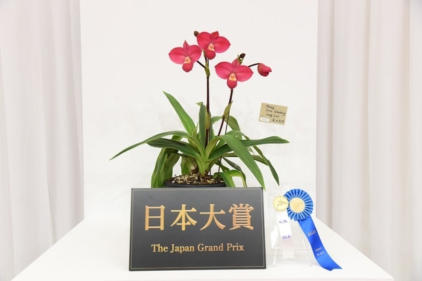 【写真を見る】「オーキッド・パレス」では“日本大賞審査部門”で大賞に選ばれた作品を展示